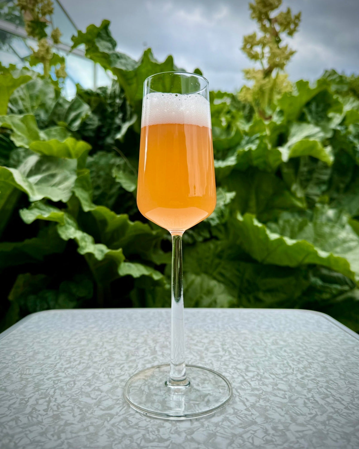 Rabarber/æble-kombucha – F3-metoden