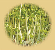 Broccolispirer, frø