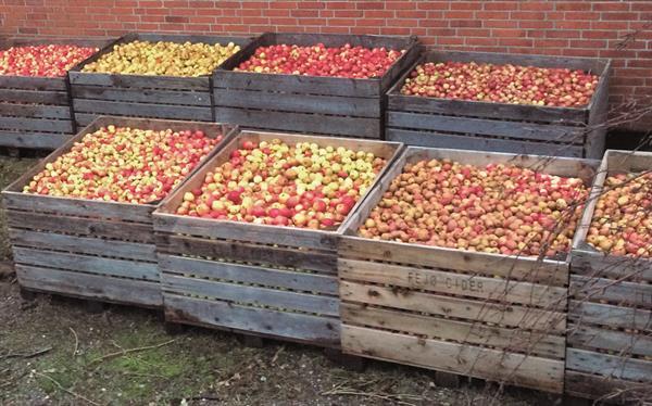 Cider i Europa (dänischsprachiges Buch) – Ciderproduktion, Cideräpfel und Ciderkultur (Jeppe Gents)