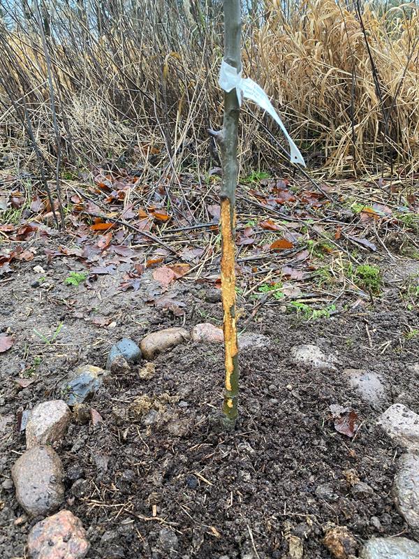 Stammschutz / Rindenschutz, Durchm. 6-11 cm (großer Durchmesser), Höhe 55 cm, 1 Stk.