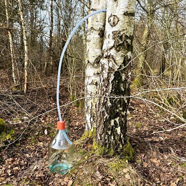 Zapfen Sie Ihren eigenen Birkensaft / Set zum Zapfen von Birkensaft, Zapfset 5 Liter, Glasballon