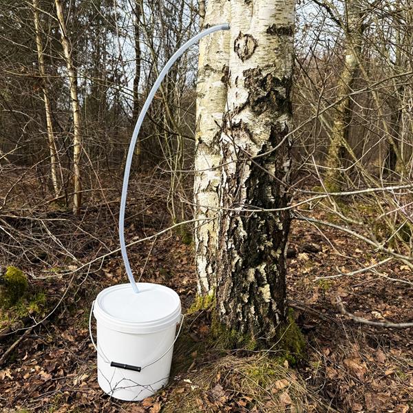 Zapfen Sie Ihren eigenen Birkensaft / Set zum Zapfen von Birkensaft mit 5 Stk. 1-Liter-Kanistern